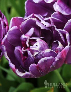 Menu 100 Blooms Of Purple And Pink Tulips Collection 23 Menu 100 Blooms Of Purple And Pink Tulips Collection -Holland Bulb Farms 88313 100 blooms of purple and pink 4