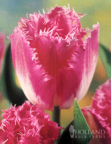 Menu 100 Blooms Of Purple And Pink Tulips Collection 9 Menu 100 Blooms Of Purple And Pink Tulips Collection - Image 8