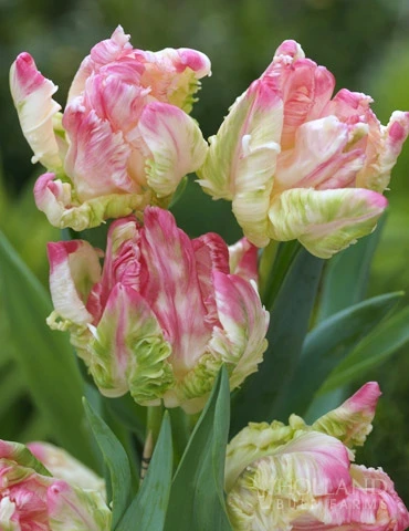 Menu 100 Blooms Of Purple And Pink Tulips Collection 10 Menu 100 Blooms Of Purple And Pink Tulips Collection - Image 9