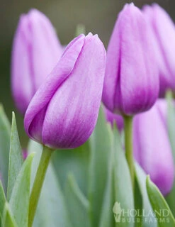 Menu 100 Blooms Of Purple And Pink Tulips Collection 26 Menu 100 Blooms Of Purple And Pink Tulips Collection -Holland Bulb Farms 88313 100 blooms of purple and pink 9