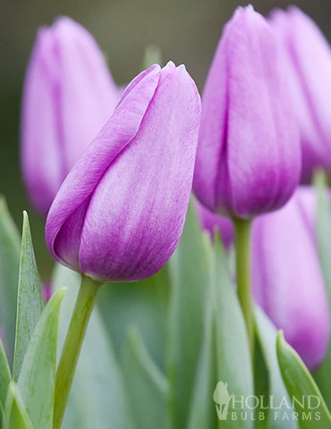 Menu 100 Blooms Of Purple And Pink Tulips Collection 11 Menu 100 Blooms Of Purple And Pink Tulips Collection - Image 10