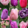 Menu 100 Blooms Of Purple And Pink Tulips Collection -Holland Bulb Farms 88313 3