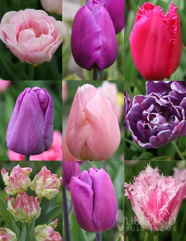Menu 100 Blooms Of Purple And Pink Tulips Collection 2 Menu 100 Blooms Of Purple And Pink Tulips Collection