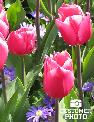 Menu Cotton Candy Tulip Collection 7 Menu Cotton Candy Tulip Collection - Image 5