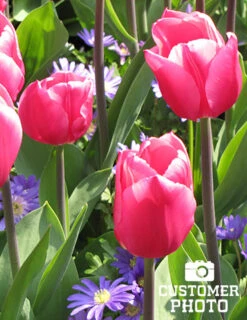 Menu Mid Spring Flowers Garden Kit 19 Menu Mid Spring Flowers Garden Kit -Holland Bulb Farms 88316 don quichotte tulip 2