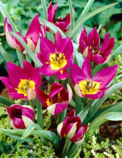 Menu Botanical Tulip Collection -Holland Bulb Farms 88318 persian pearl botanical tulip
