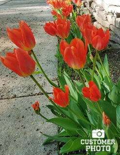 Menu Orange Ovation Collection -Holland Bulb Farms 88322 2018 07 23 orange brilliant fosteriana tulip jenny 2 3