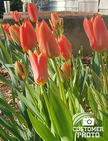 Menu Beginner Tulip Collection 7 Menu Beginner Tulip Collection - Image 5