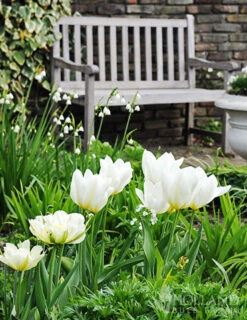 Menu Fosteriana Tulip Collection -Holland Bulb Farms 88324 exotic emperor tulip