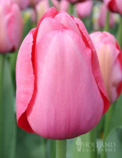 Menu Mid Spring Blooms Collection 24 Menu Mid Spring Blooms Collection -Holland Bulb Farms 88327 pink impression tulip value bag 1