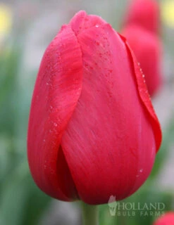 Menu All Spring Blooming Daffodil & Tulip Collection -Holland Bulb Farms 88328 red impression darwin hybrid tulip 2 1