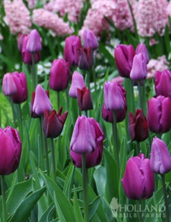 Menu All Spring Blooming Daffodil & Tulip Collection -Holland Bulb Farms 88332 violet beauty single late tulip 2