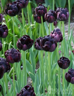 Menu Up & Up Double Tulip Collection -Holland Bulb Farms 88336 black hero double tulip 2