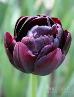 Menu Up & Up Double Tulip Collection -Holland Bulb Farms 88336 black hero double tulip