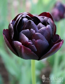 Menu Up & Up Double Tulip Collection -Holland Bulb Farms 88336 black hero double tulip 3