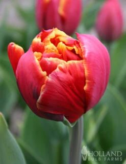 Menu Robust Double Flowering Tulip Collection -Holland Bulb Farms 88344 double focus double tulip 2