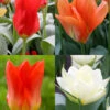 Menu Fosteriana Tulip Collection -Holland Bulb Farms 88345 2