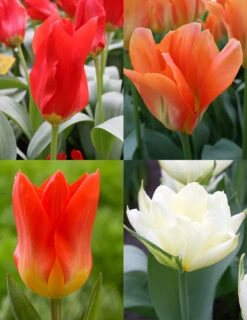 Menu Fosteriana Tulip Collection