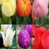 Menu Early Spring Tulip Collection 1 Menu Early Spring Tulip Collection -Holland Bulb Farms 88346 early spring tulip collection