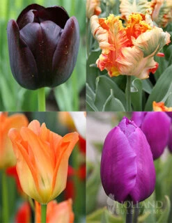 Menu Orange & Purple Tulip Collection