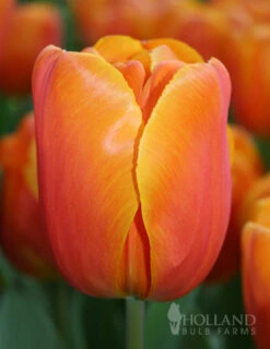 Menu Early Spring Tulip Collection -Holland Bulb Farms 88367 christmas orange single early tulip