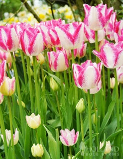 Menu Pink Tulip & Daffodil Collection -Holland Bulb Farms 88370 del piero triumph tulip 2