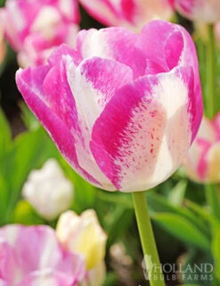 Menu Pink Tulip & Daffodil Collection -Holland Bulb Farms 88370 del piero triumph tulip
