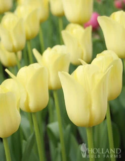 Menu Beginner Tulip Collection 19 Menu Beginner Tulip Collection -Holland Bulb Farms 88375 world friendship triumph tulip