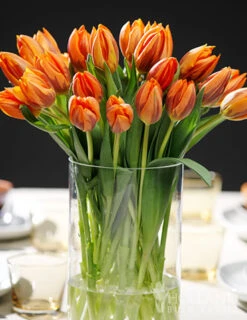 Menu All Spring Blooms Of Fragrant And Cut Flowers -Holland Bulb Farms 88376 princess irene tulips