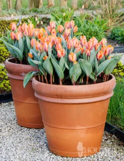 Menu All Spring Blooms Of Fragrant And Cut Flowers -Holland Bulb Farms 88376 princess irene tulips 3