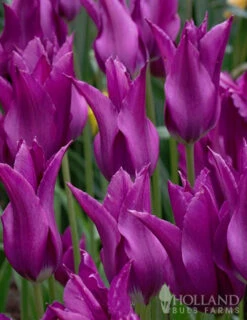 Menu Late Spring Blooms Collection -Holland Bulb Farms 88379 purple dream lily flowering tulip