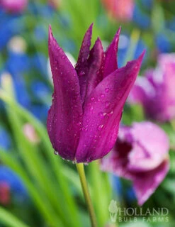 Menu Late Spring Blooms Collection -Holland Bulb Farms 88379 purple dream lily tulip