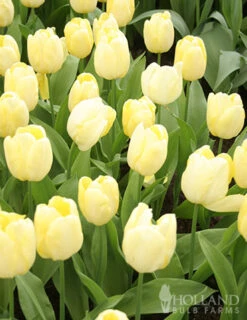 Menu Early Spring Tulip Collection -Holland Bulb Farms 88381 sunny prince