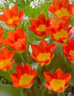 Menu Fosteriana Tulip Collection -Holland Bulb Farms 88389 oracle fosteriana 2