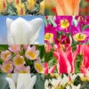 Menu Perennial Species Tulip Collection -Holland Bulb Farms 88402 perennial species tulip collection 2
