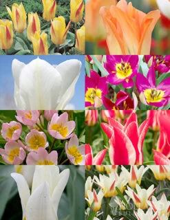 Menu Perennial Species Tulip Collection