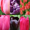 Menu Unicorn Dreams Tulip Garden Collection -Holland Bulb Farms 88414 unicorn dreams tulip garden collection