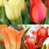 Menu Beginner Tulip Collection -Holland Bulb Farms 88415 beginner tulip collection
