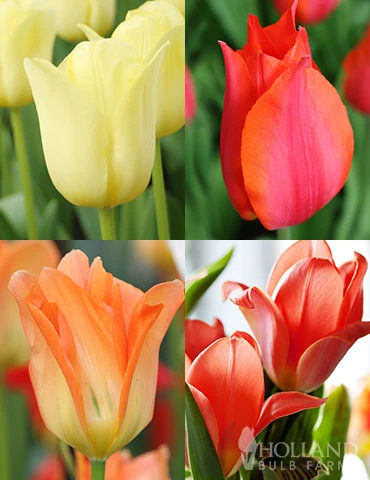Menu Beginner Tulip Collection 3 Menu Beginner Tulip Collection