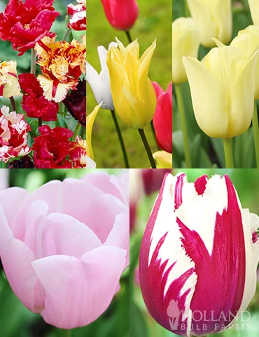 Menu Tulip Forcing Collection 3 Menu Tulip Forcing Collection