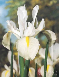 Menu Moonlight All White Garden Collection -Holland Bulb Farms 89105 moonlight all white garden collection 11