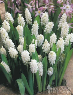 Menu Moonlight All White Garden Collection -Holland Bulb Farms 89105 moonlight all white garden collection 12