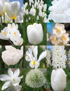 Menu Moonlight All White Garden Collection