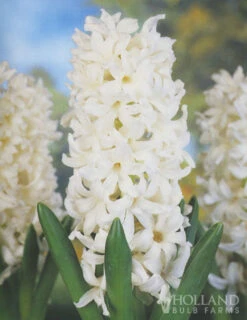 Menu Moonlight All White Garden Collection -Holland Bulb Farms 89105 moonlight all white garden collection 4