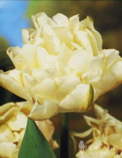 Menu Moonlight All White Garden Collection -Holland Bulb Farms 89105 moonlight all white garden collection 5