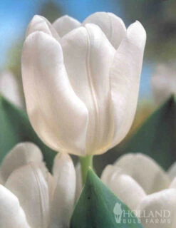 Menu Moonlight All White Garden Collection -Holland Bulb Farms 89105 moonlight all white garden collection 6