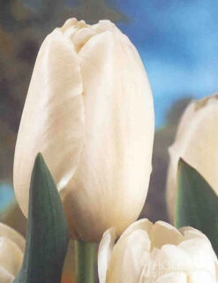 Menu Moonlight All White Garden Collection -Holland Bulb Farms 89105 moonlight all white garden collection 7