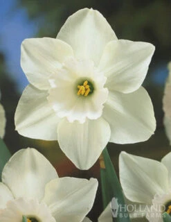 Menu Moonlight All White Garden Collection -Holland Bulb Farms 89105 moonlight all white garden collection 8