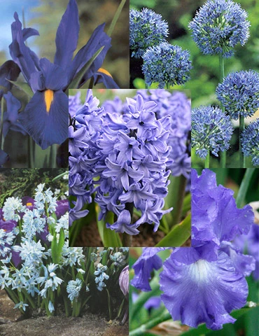 Menu Blue Blooms In Spring Collection 3 Menu Blue Blooms In Spring Collection