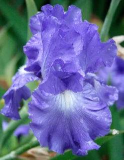 Menu Blue Blooms In Spring Collection 23 Menu Blue Blooms In Spring Collection -Holland Bulb Farms 89107 4